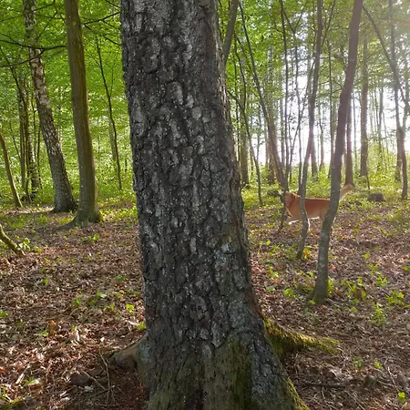 Sloneczna Polana Slajszewo